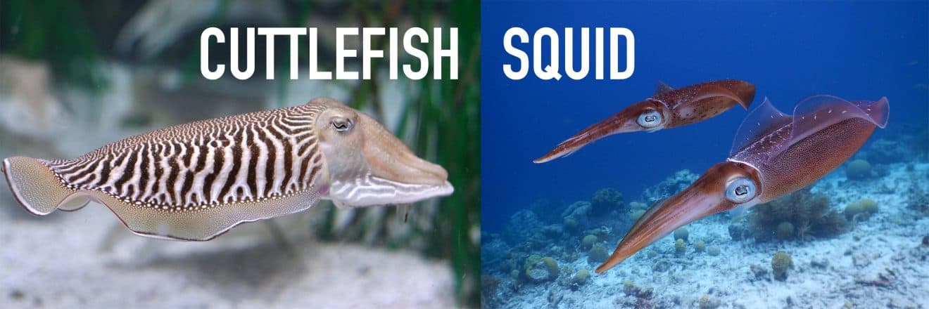 Cuttlefish VS Squid: What's The Difference? - Facts.net