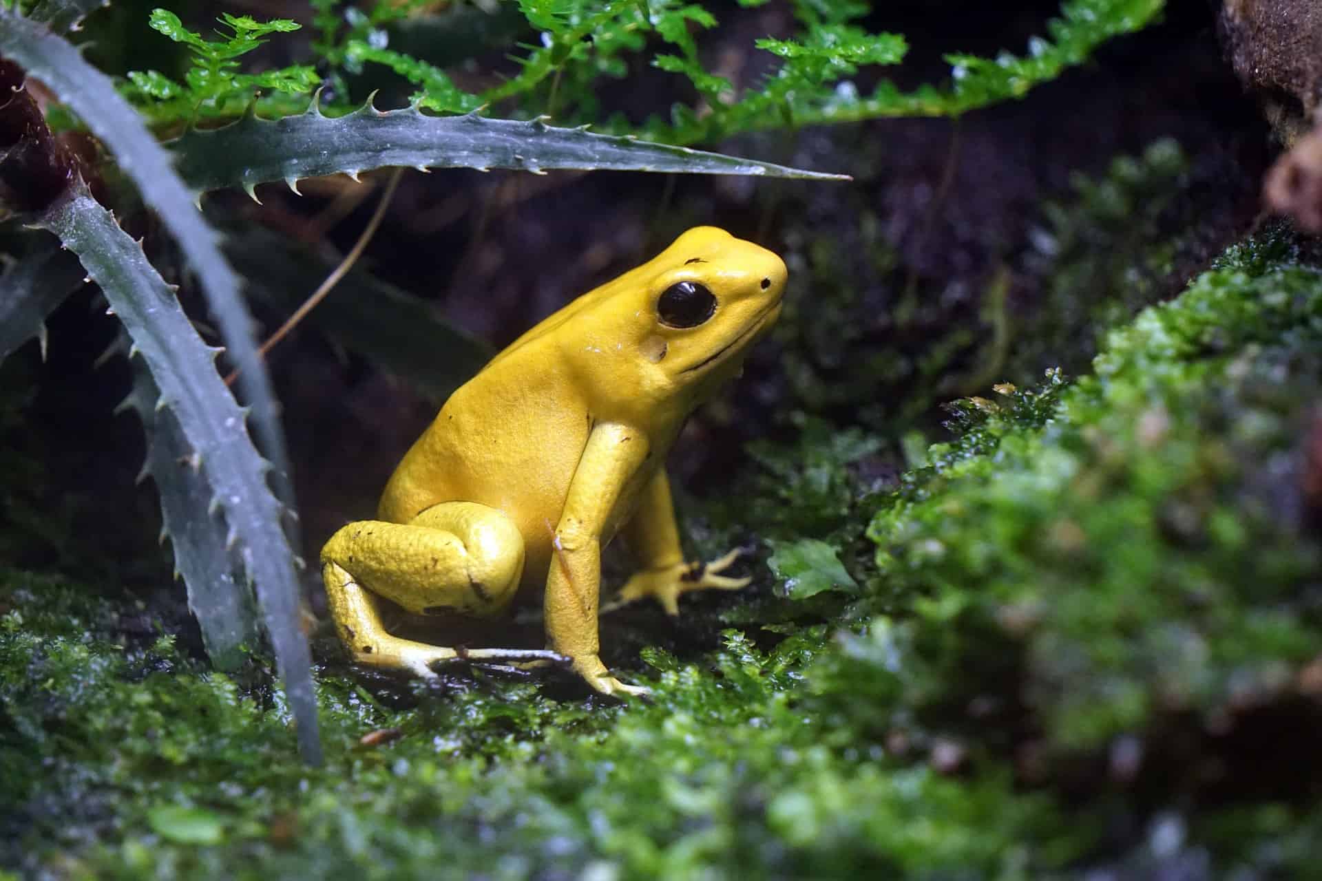 Golden Poison Dart Frog (Phyllobates terribilis), types of frogs