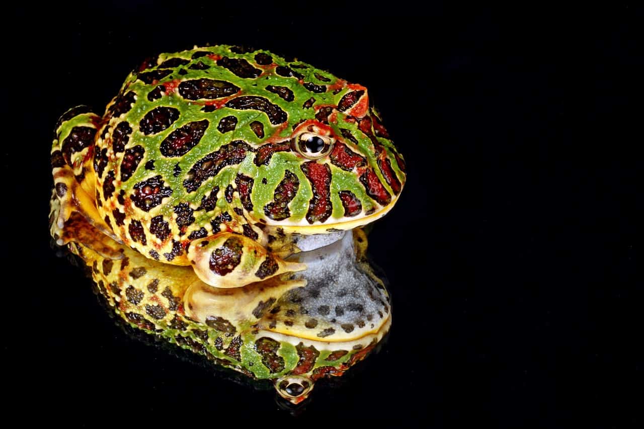 Ornate Horned Frog (Ceratophrys ornata)