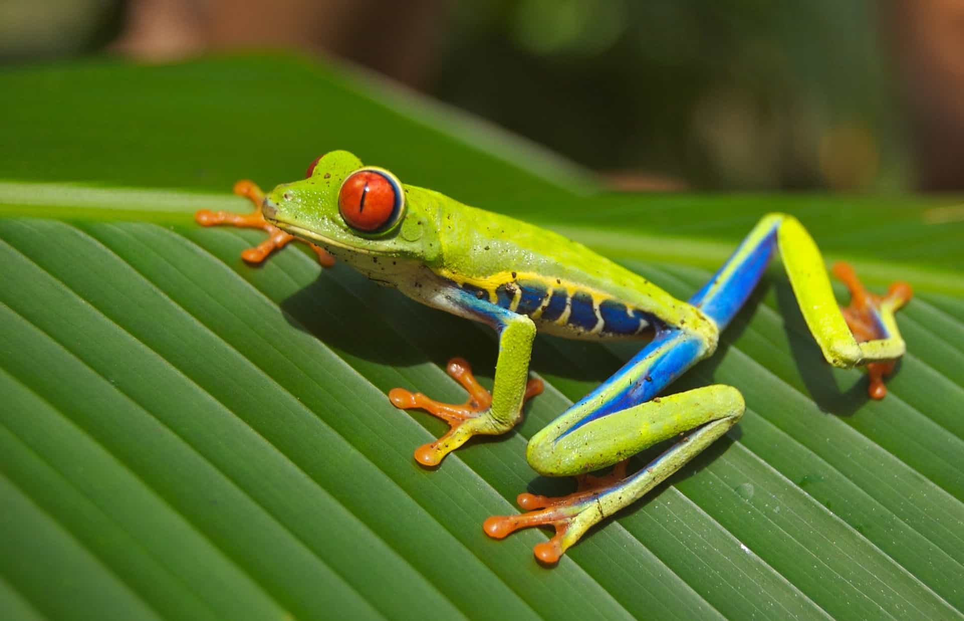 Red-Eyed Tree Frog (Agalychnis callidryas)