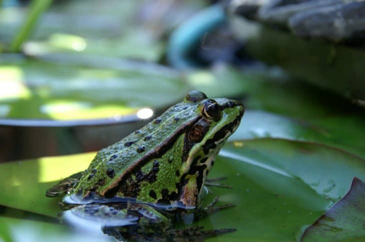 endangered poisonous frogs