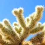 jumping cholla