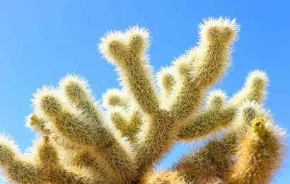 30 Jumping Cholla Facts That May Bite You 