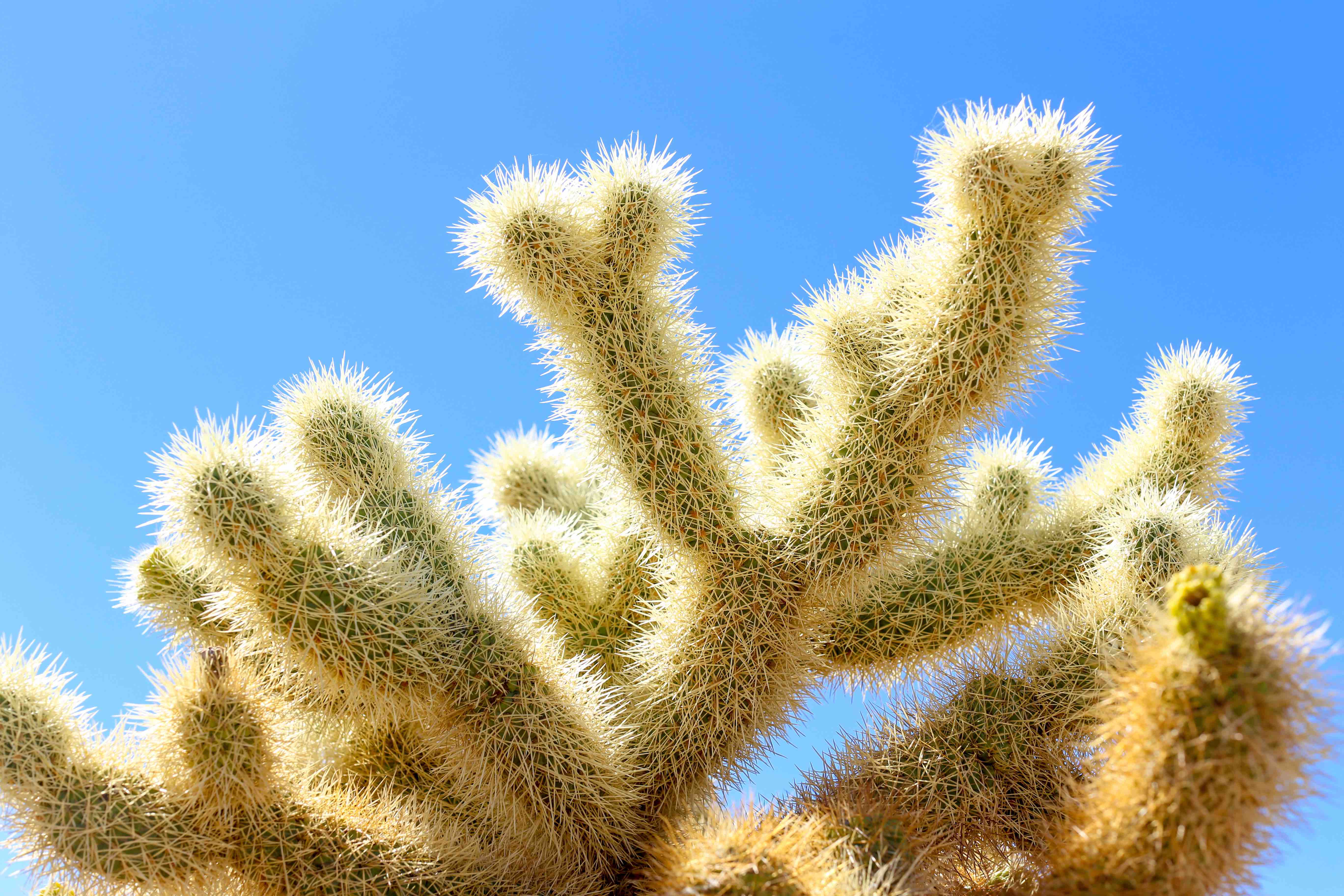 20 Jumping Cholla Facts That May Bite You   Facts.net