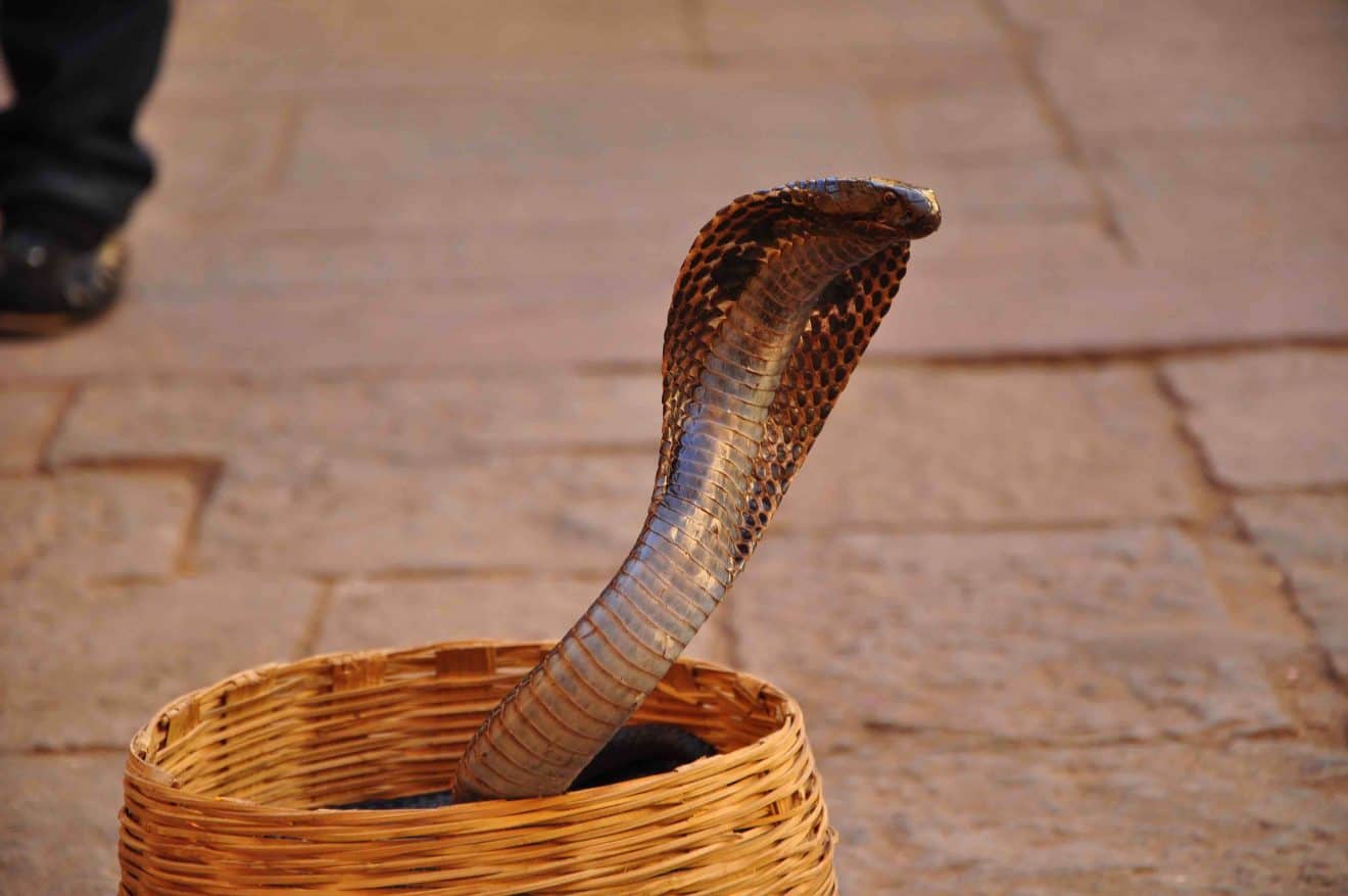 40 King Cobra Facts Explaining Its Fierceness in the Wild - Facts.net