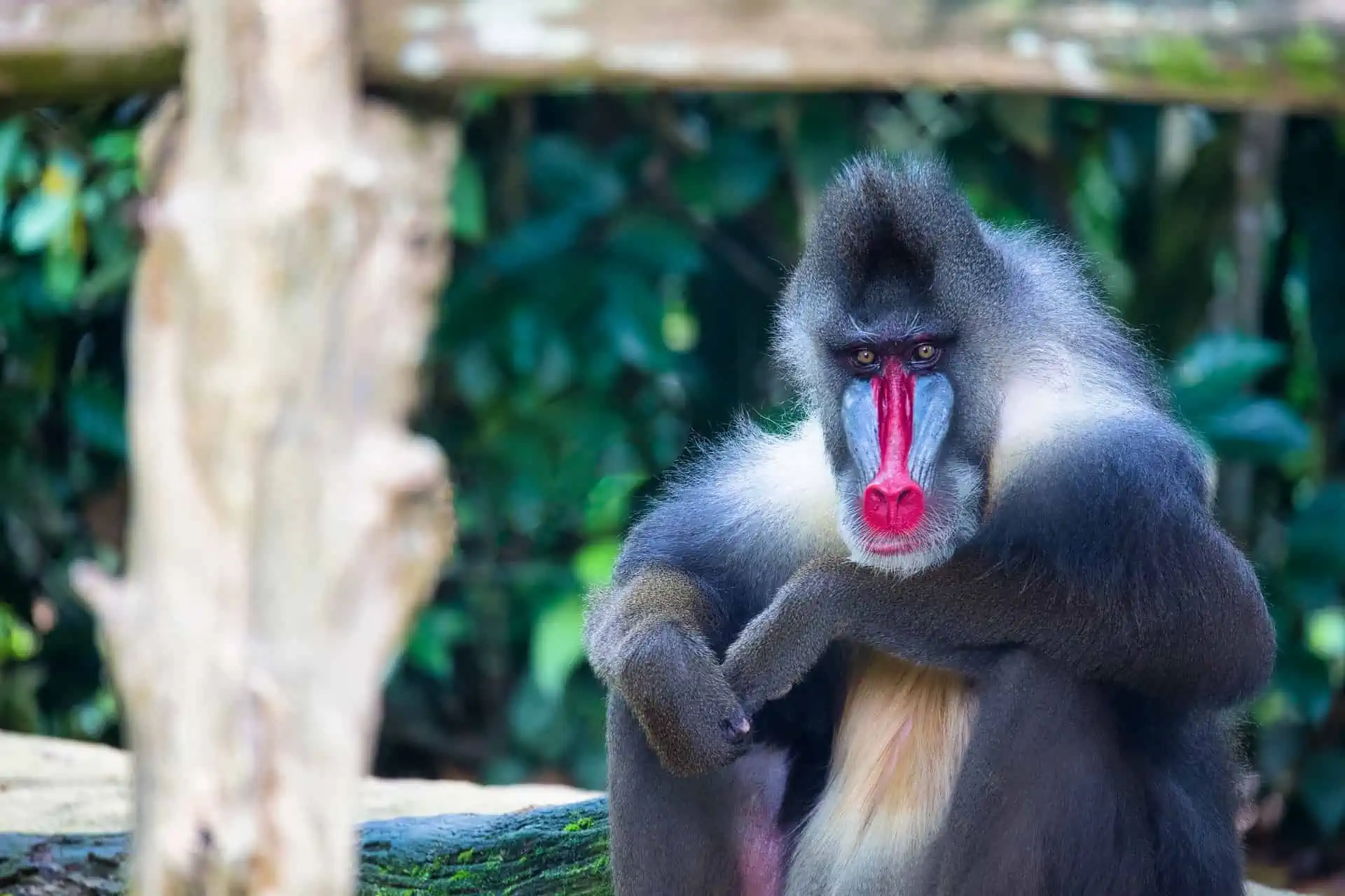 How Many Types of Monkeys Are There in the World?