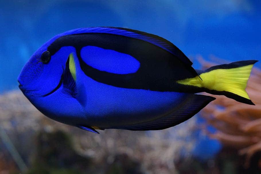 What Kind of Fish is Dory?