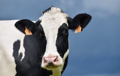 50 Unbelievable Cow Facts You Have To Know 