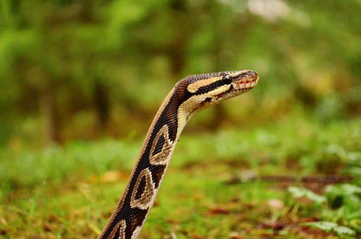snake, ball python facts