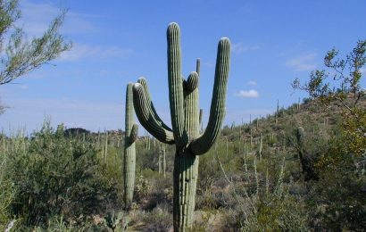 40 Saguaro Cactus Facts About The Largest Cactus 