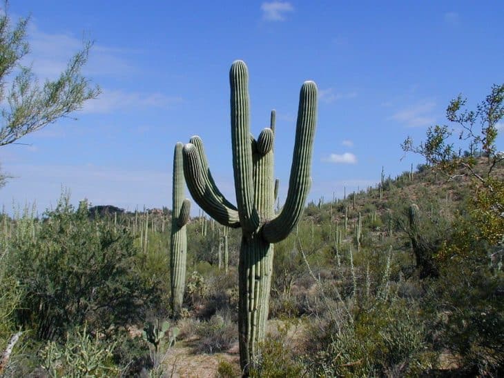 saguaro cactus, desert, plant