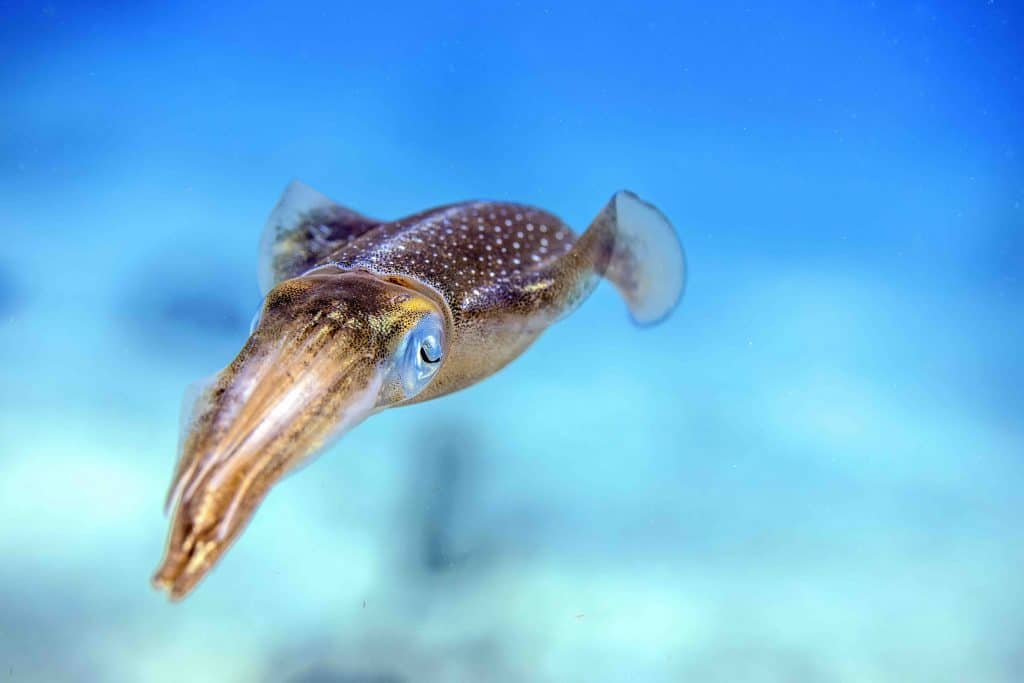 Cuttlefish VS Squid What's The Difference?