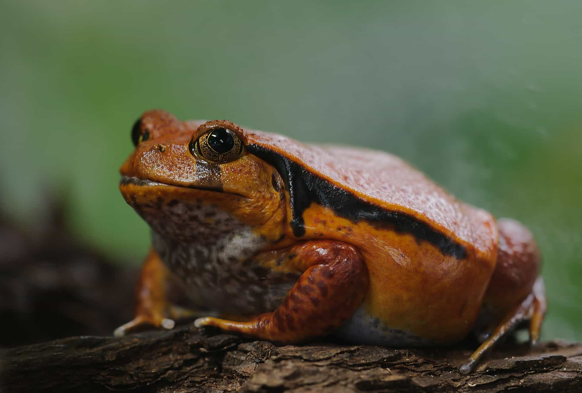 Tomato Frog (Dyscophus antongilii), types of frogs