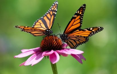 Types of Butterflies Assorted Through Colors 