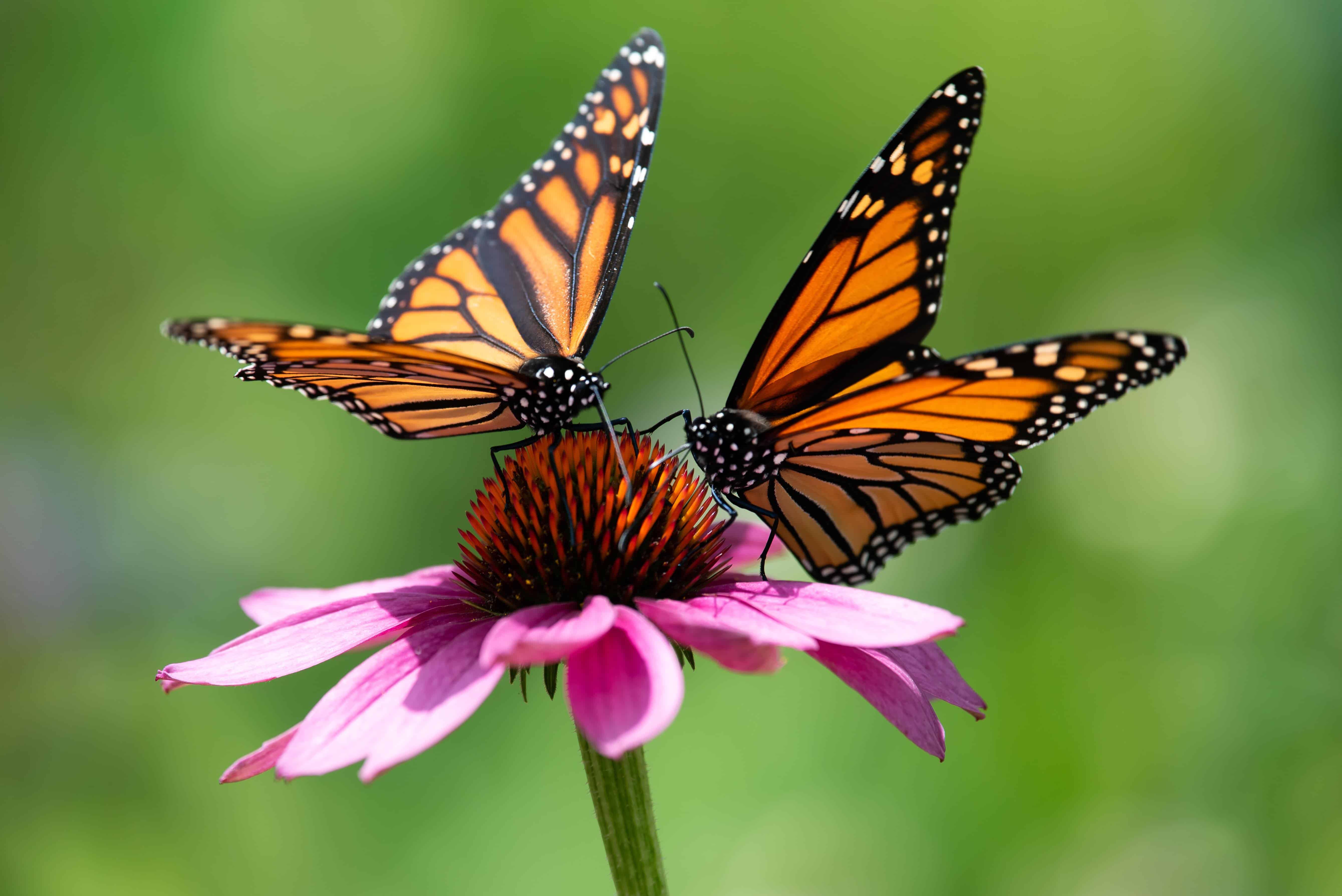 Types of Butterflies Assorted Through Colors - Facts.net