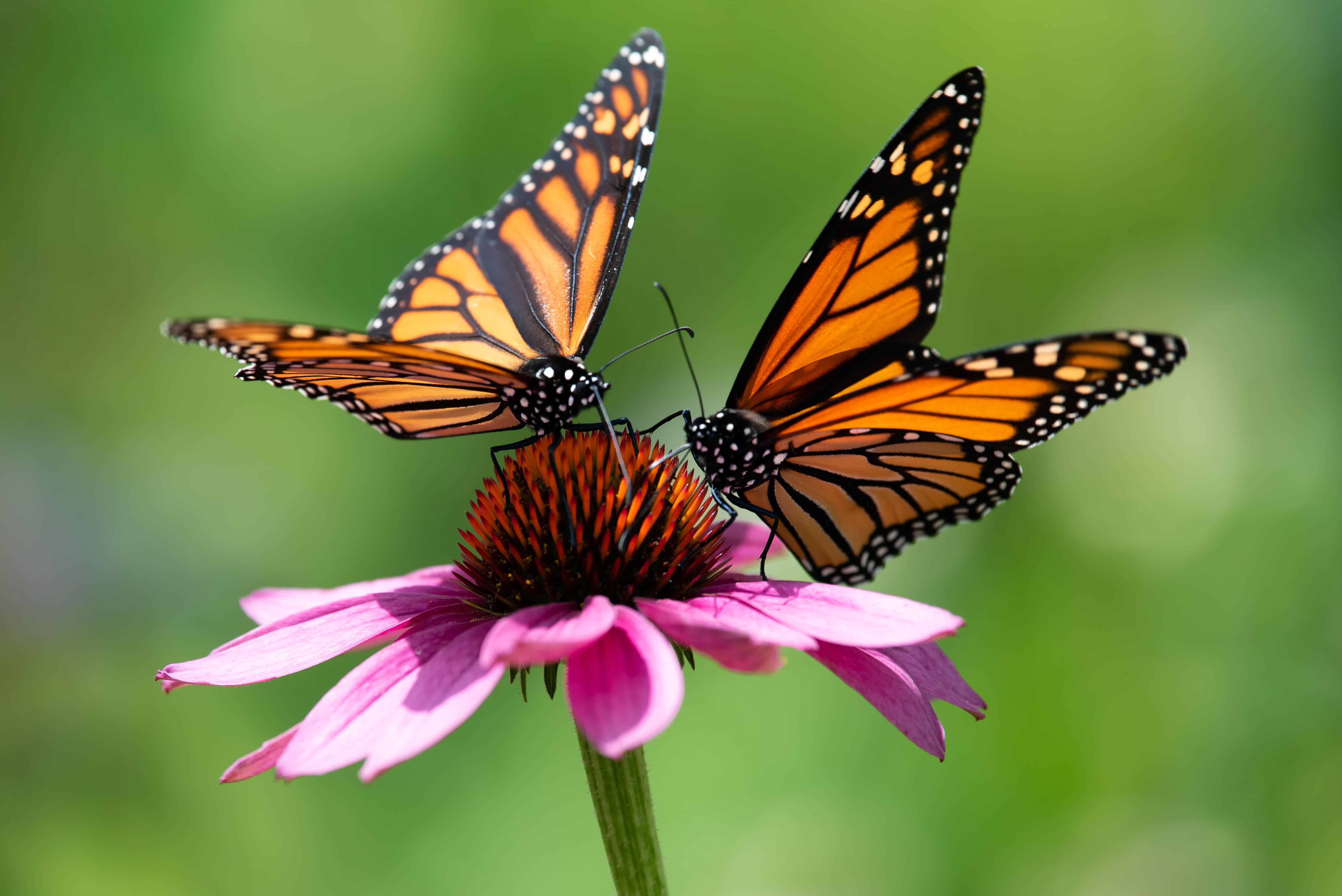 Explore The Vibrant World Of Colorful Butterflies Types And Beauty Explore The Vibrant World Of Colorful Butterflies Types And Beauty