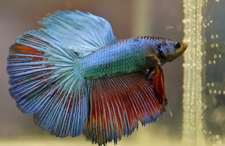 40 Facts About Betta Fish: The Siamese Fighting Fish - Facts.net