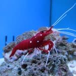 pistol shrimp facts