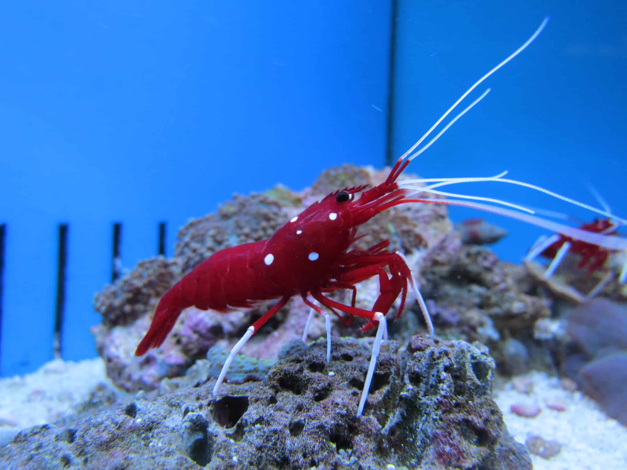 30 Pistol Shrimp Facts That Are More Harmless Than It Looks - Facts.net