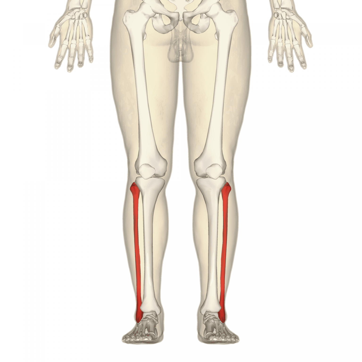 10-longest-bones-in-the-human-body-facts