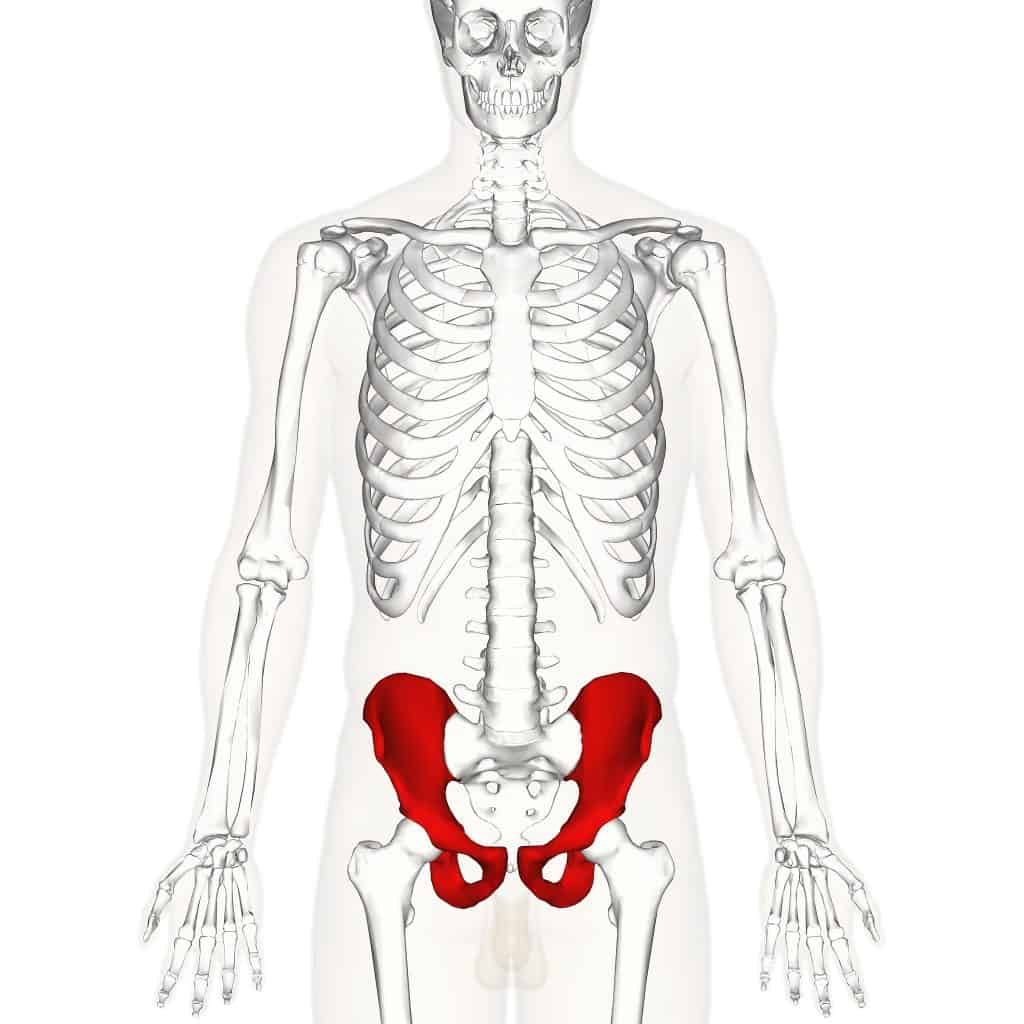 list of long bones in the human body