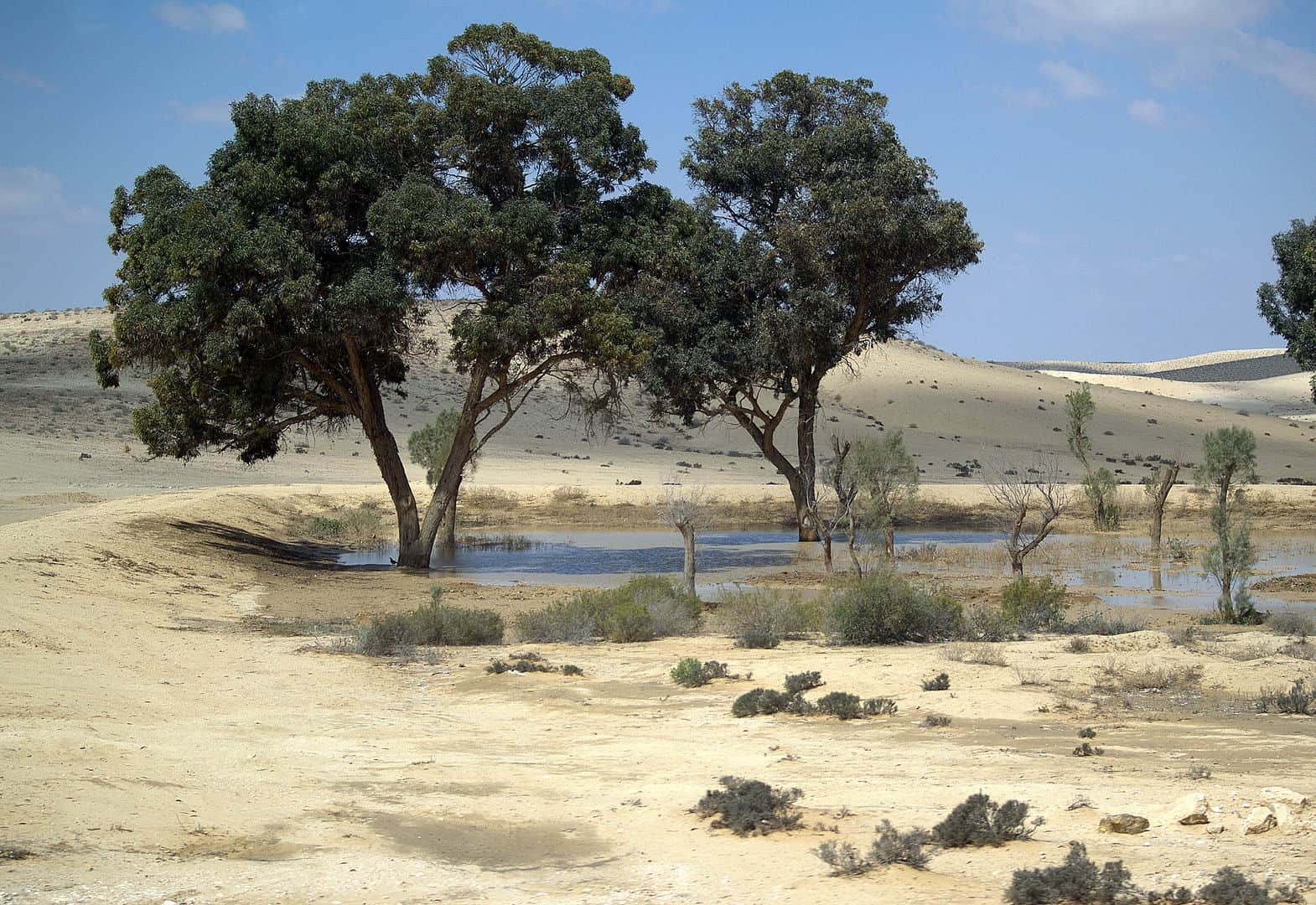 Afforested Oasis in Israel