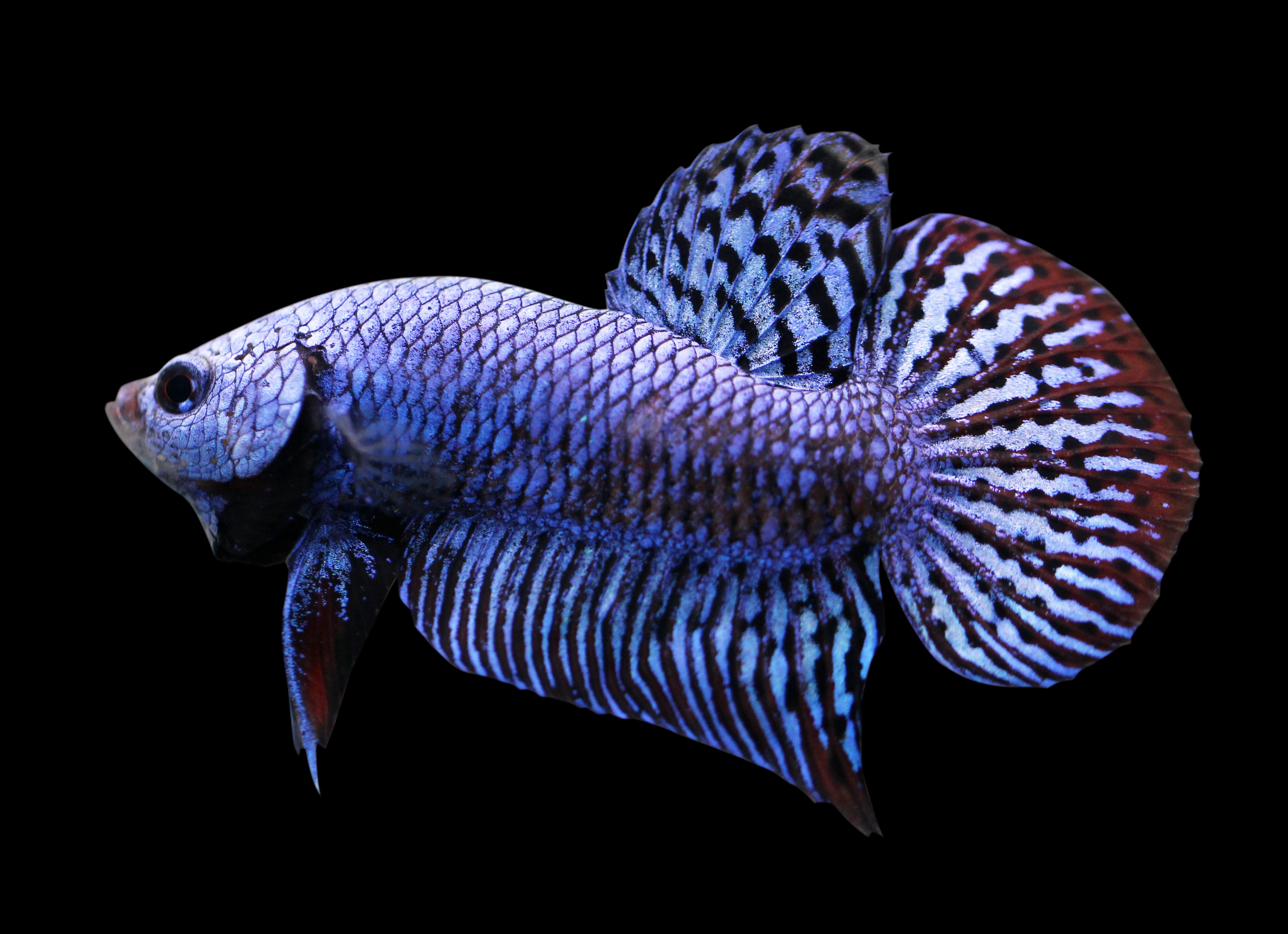 Blue Eye Black Emperor Tetra — Mastah Betta