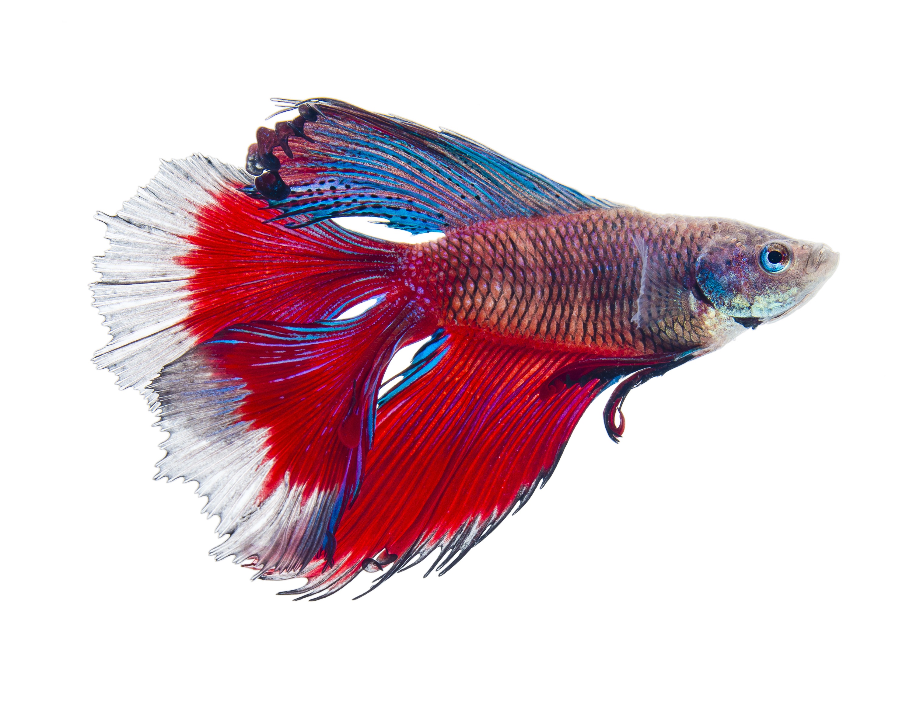 Siamese Fighting Fish: Giant Plakat Betta, Short-Tail Betta Fish