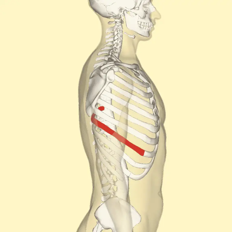 10 Longest Bones in the Human Body