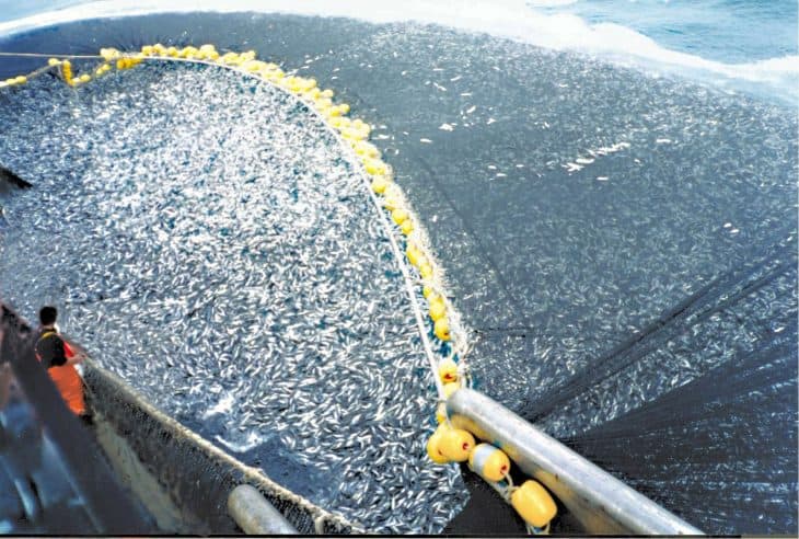 Overfishing Facts, 400 tons of Chilean jack mackerel