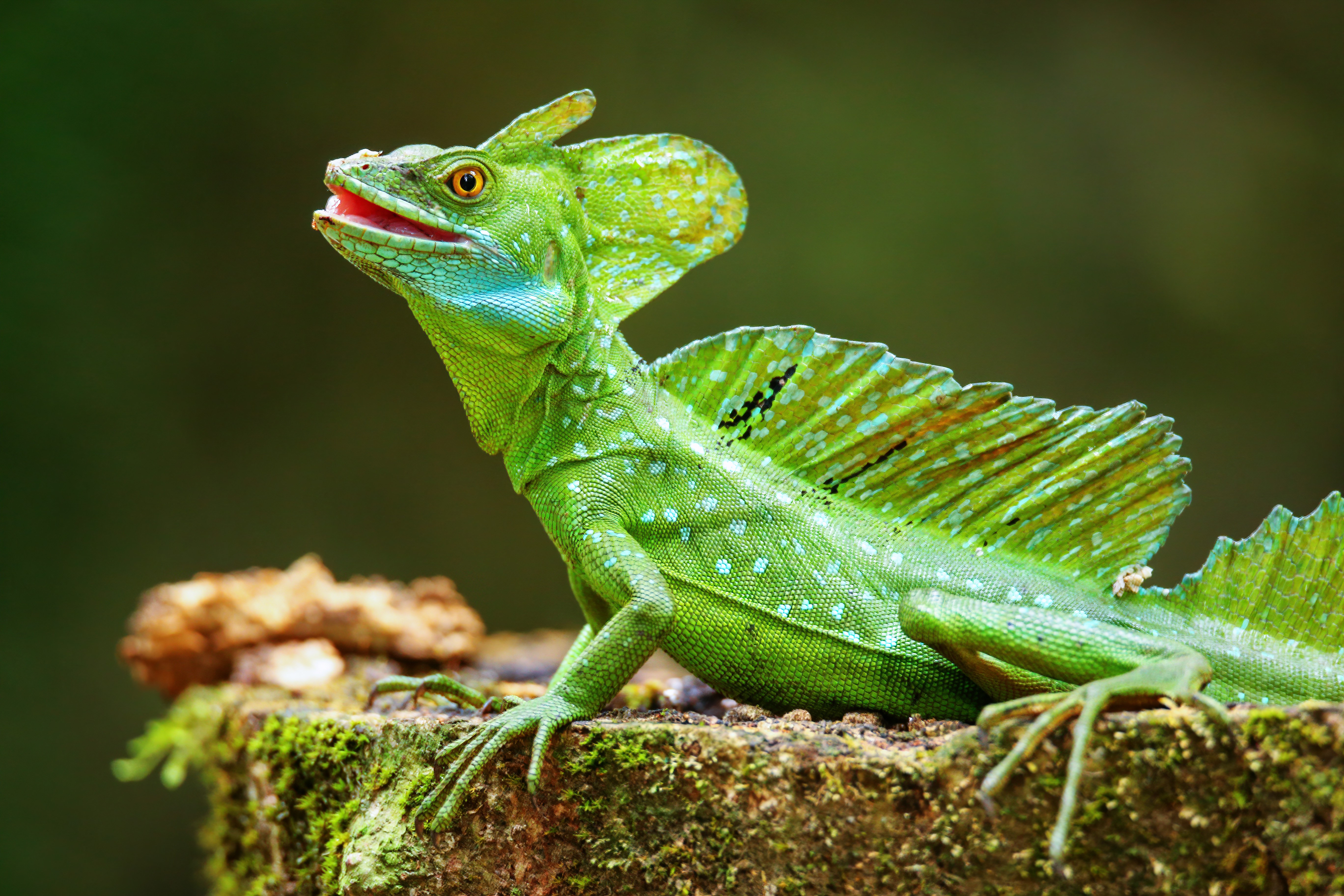Male plumed basilisk
