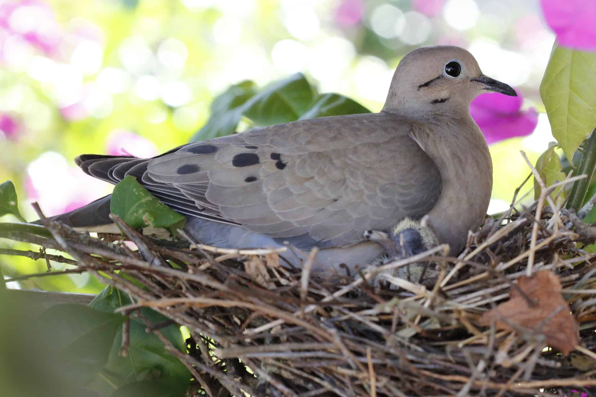bird, nest, pigeon
