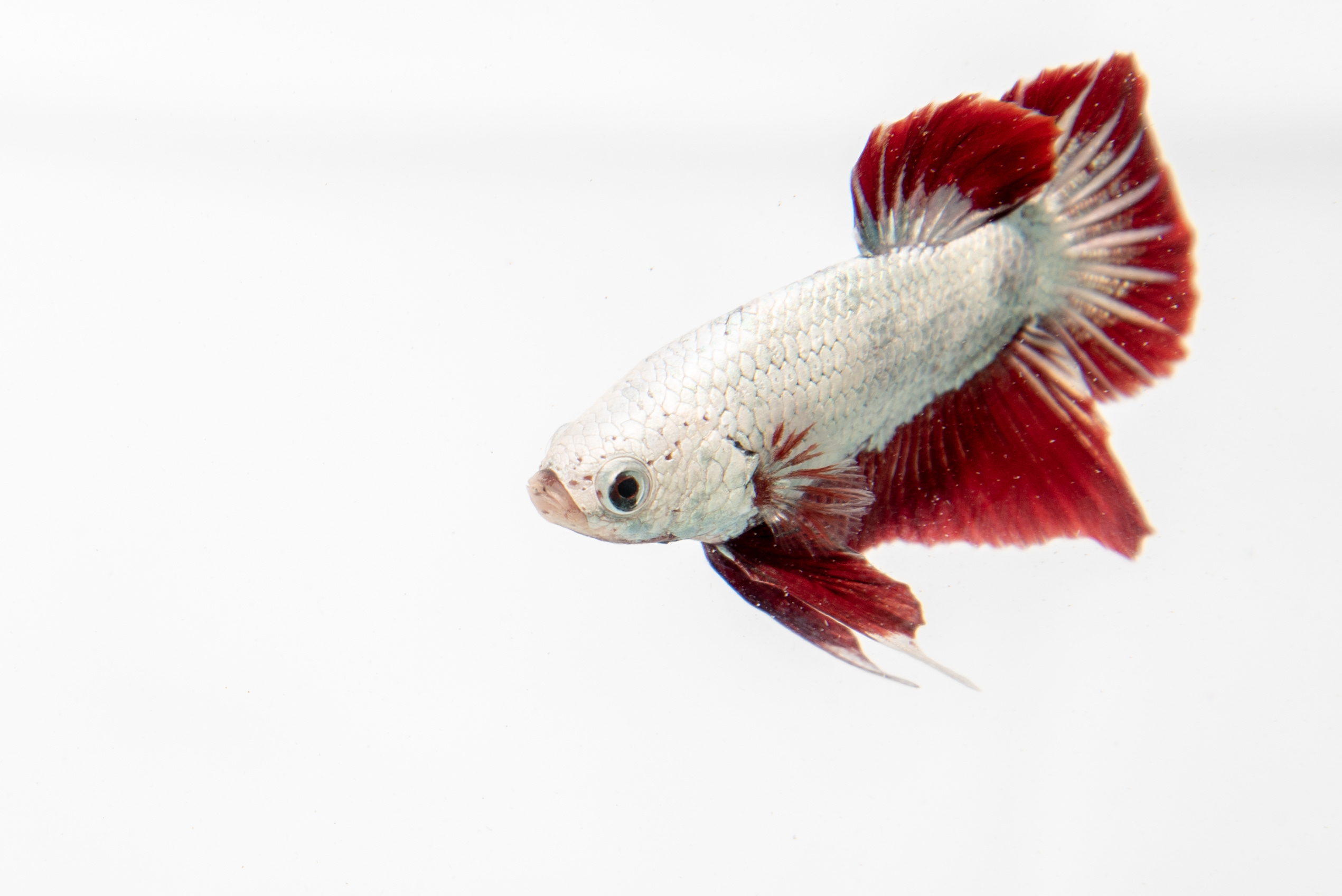 orange dragon betta