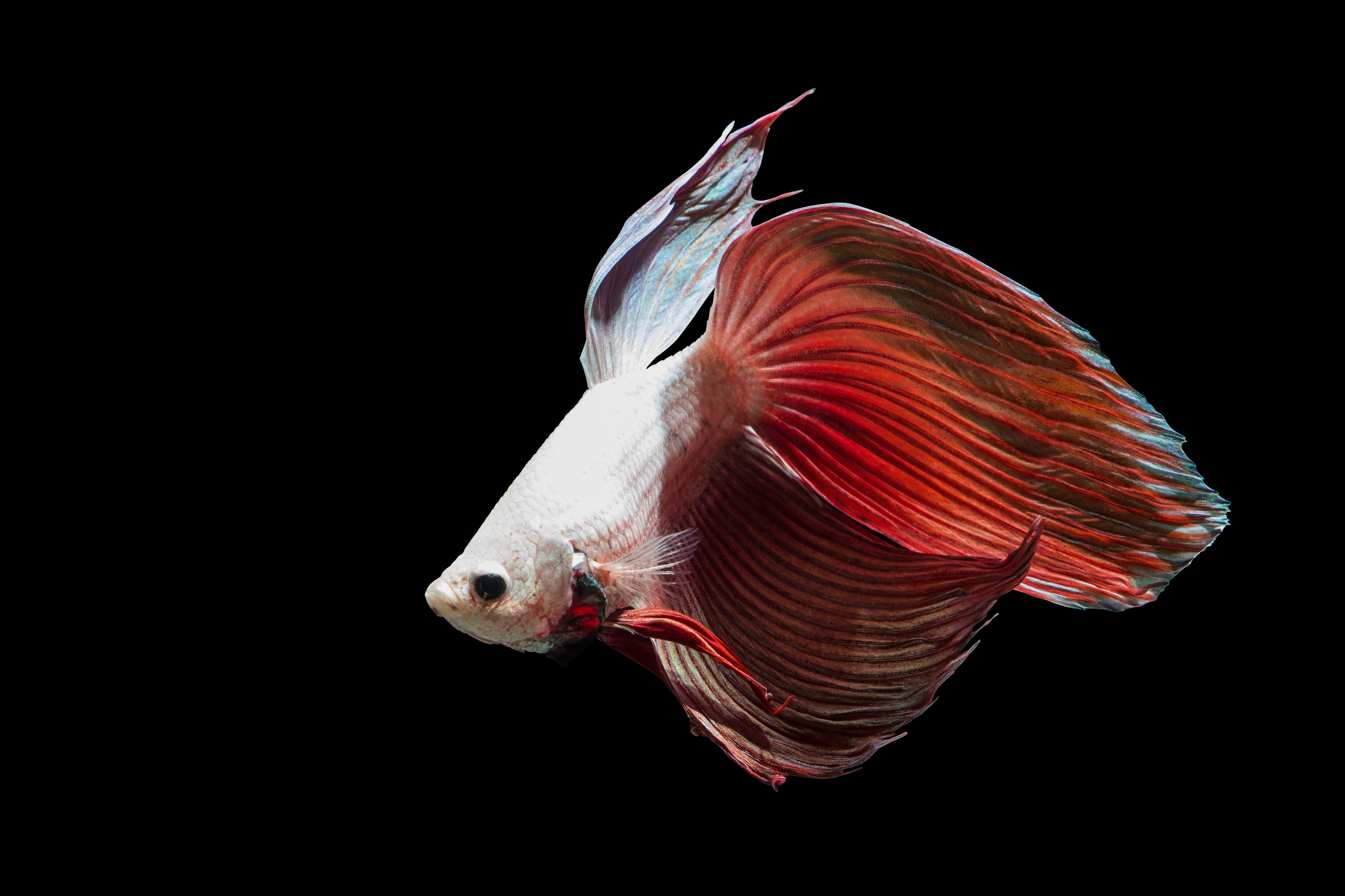 Red Golden veiltail betta fish
