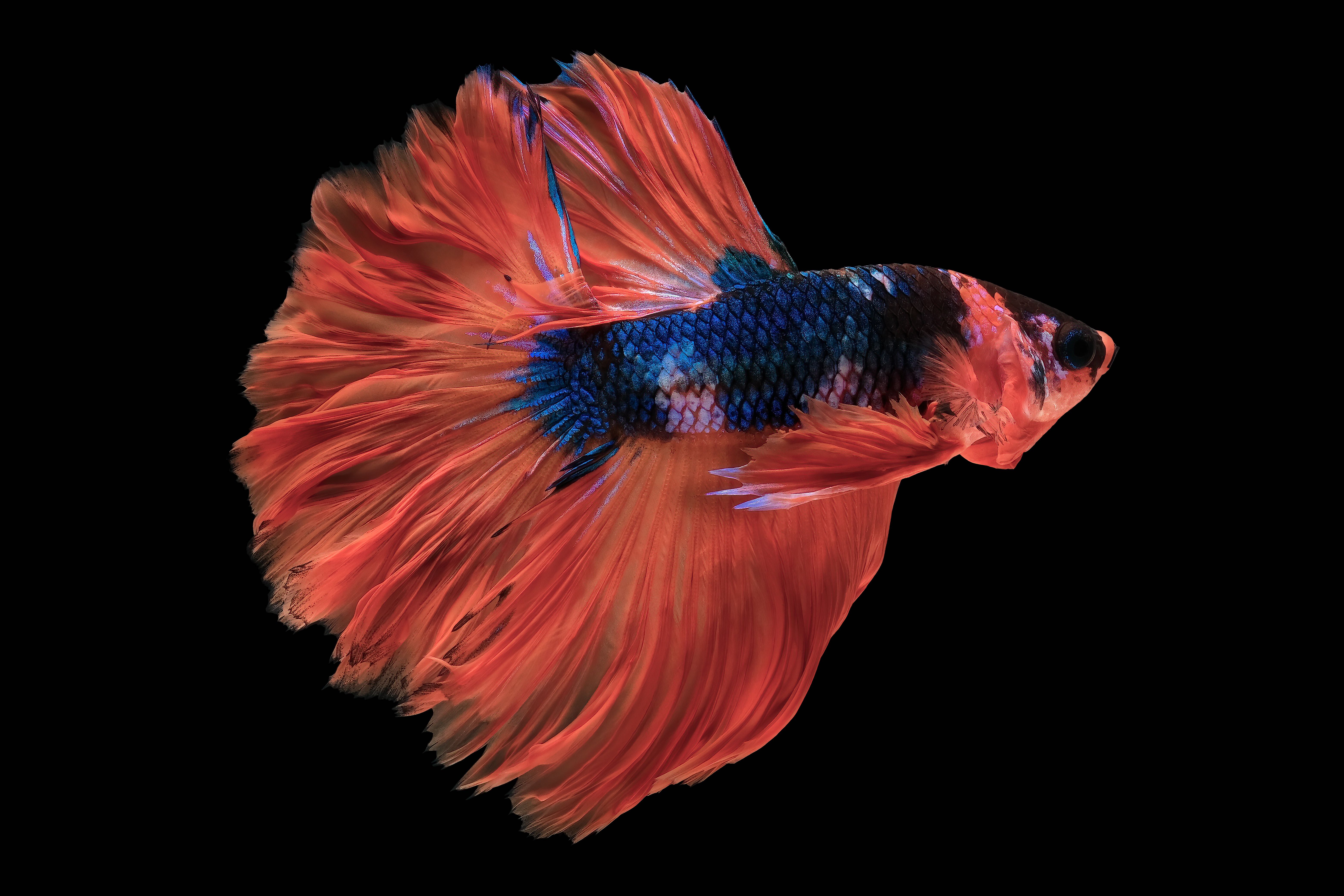 Kind of hotsell betta fish