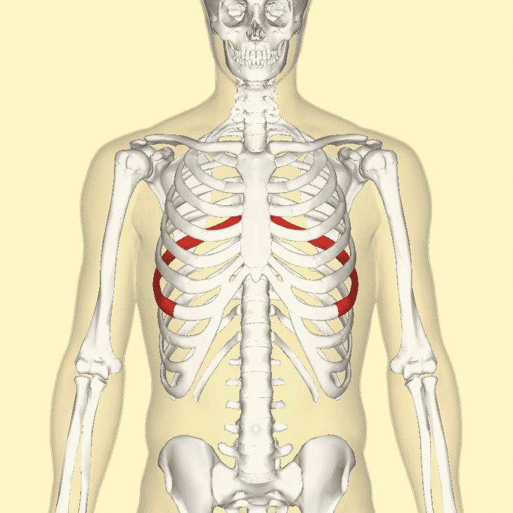 10 Longest Bones in the Human Body - Facts.net