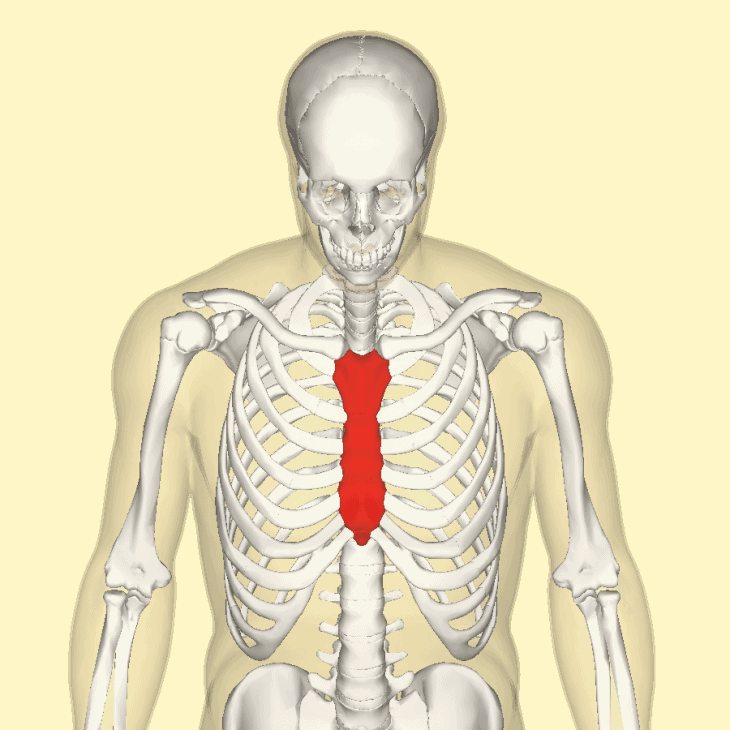 10 Longest Bones in the Human Body - Facts.net