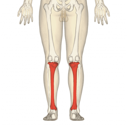 10 Longest Bones in the Human Body - Facts.net
