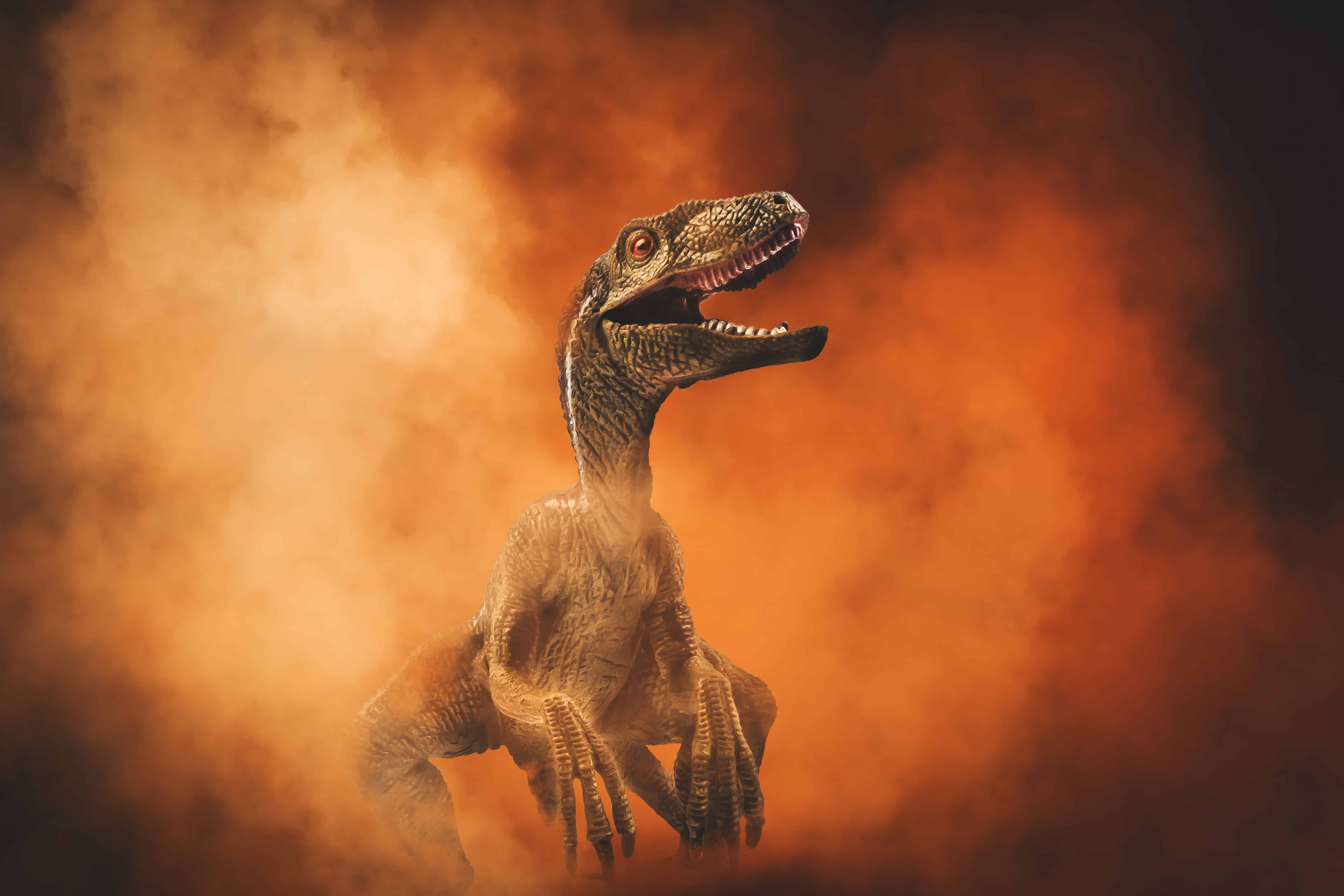 Animal Velociraptor HD Wallpaper