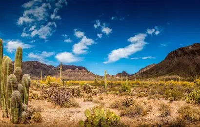 50 Desert Facts Too Hot To Handle 