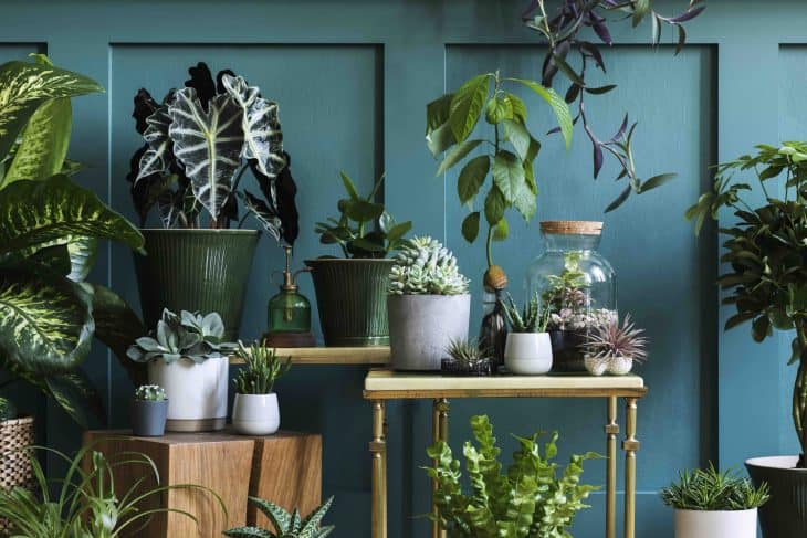 assorted plants in a room