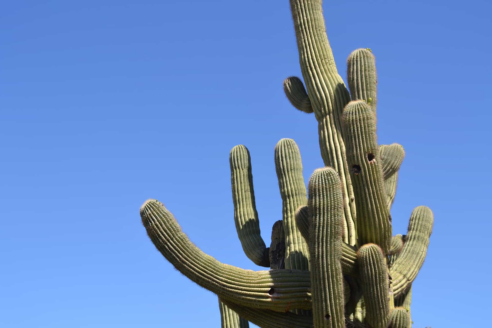 plant, cactus, desert, saguaro cactus facts