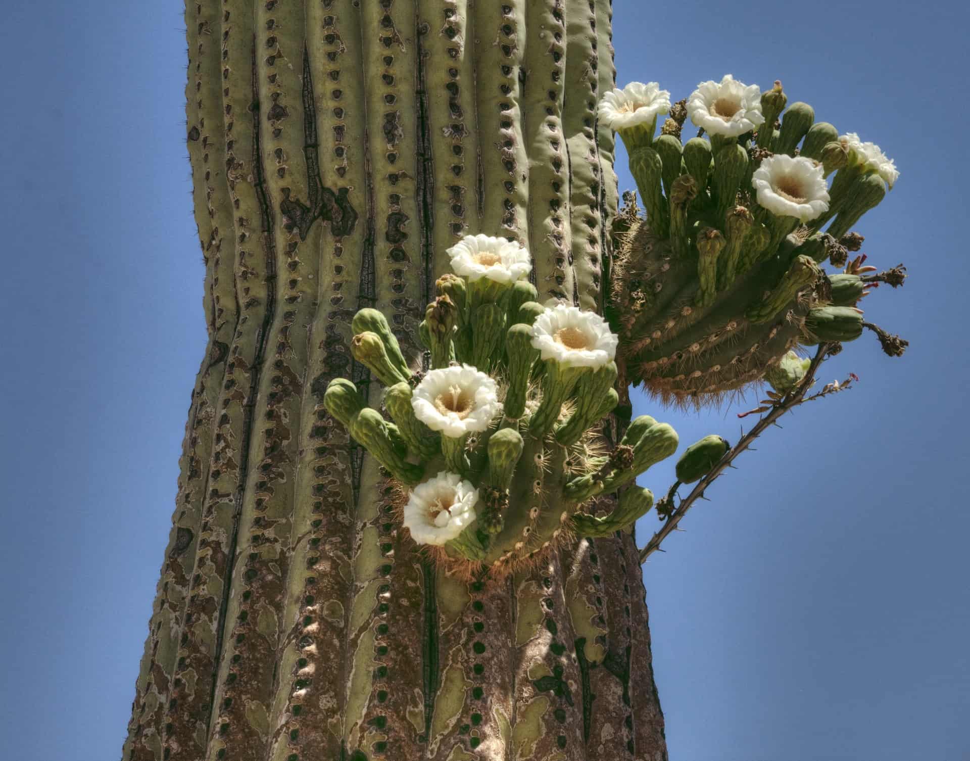 cacti flowers, desert, plant