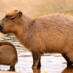 Close up of a Capybara (Hydrochoerus hydrochaeris) and two babies in a lake, capybara facts