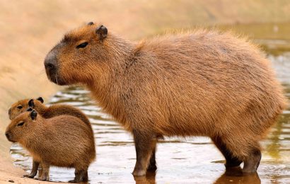 50 Capybara Facts About the Calmest Animal in the World 