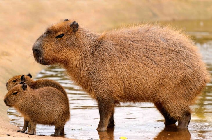 Close up of a Capybara (Hydrochoerus hydrochaeris) and two babies in a lake, capybara facts