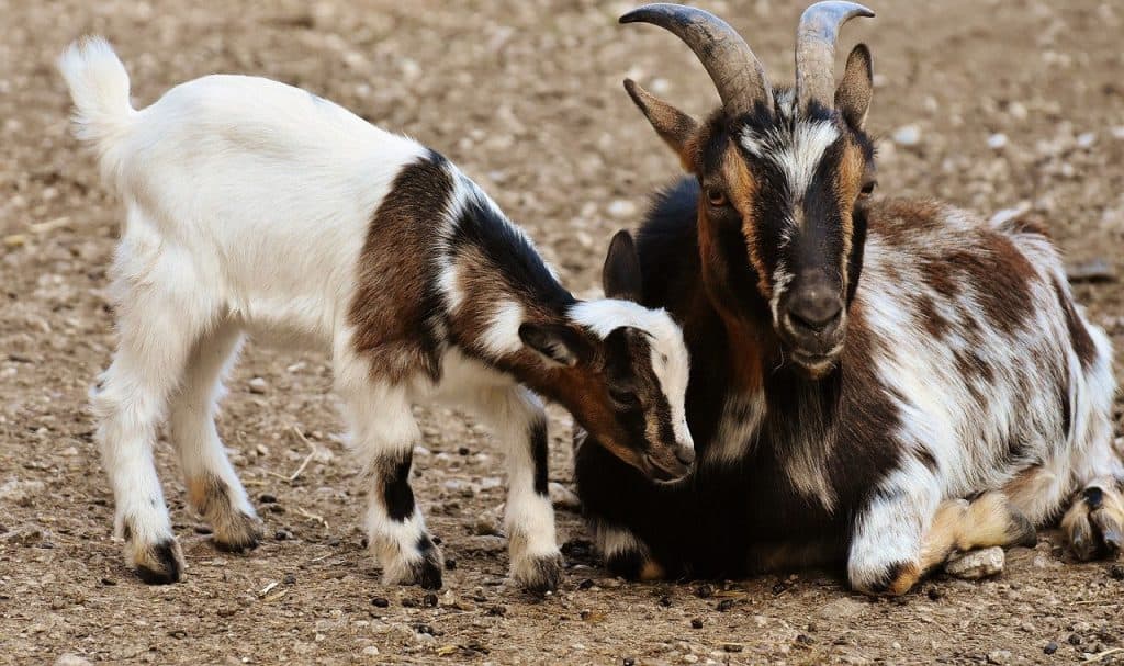 50 Goat Facts That Makes You Go Baa - Facts.net