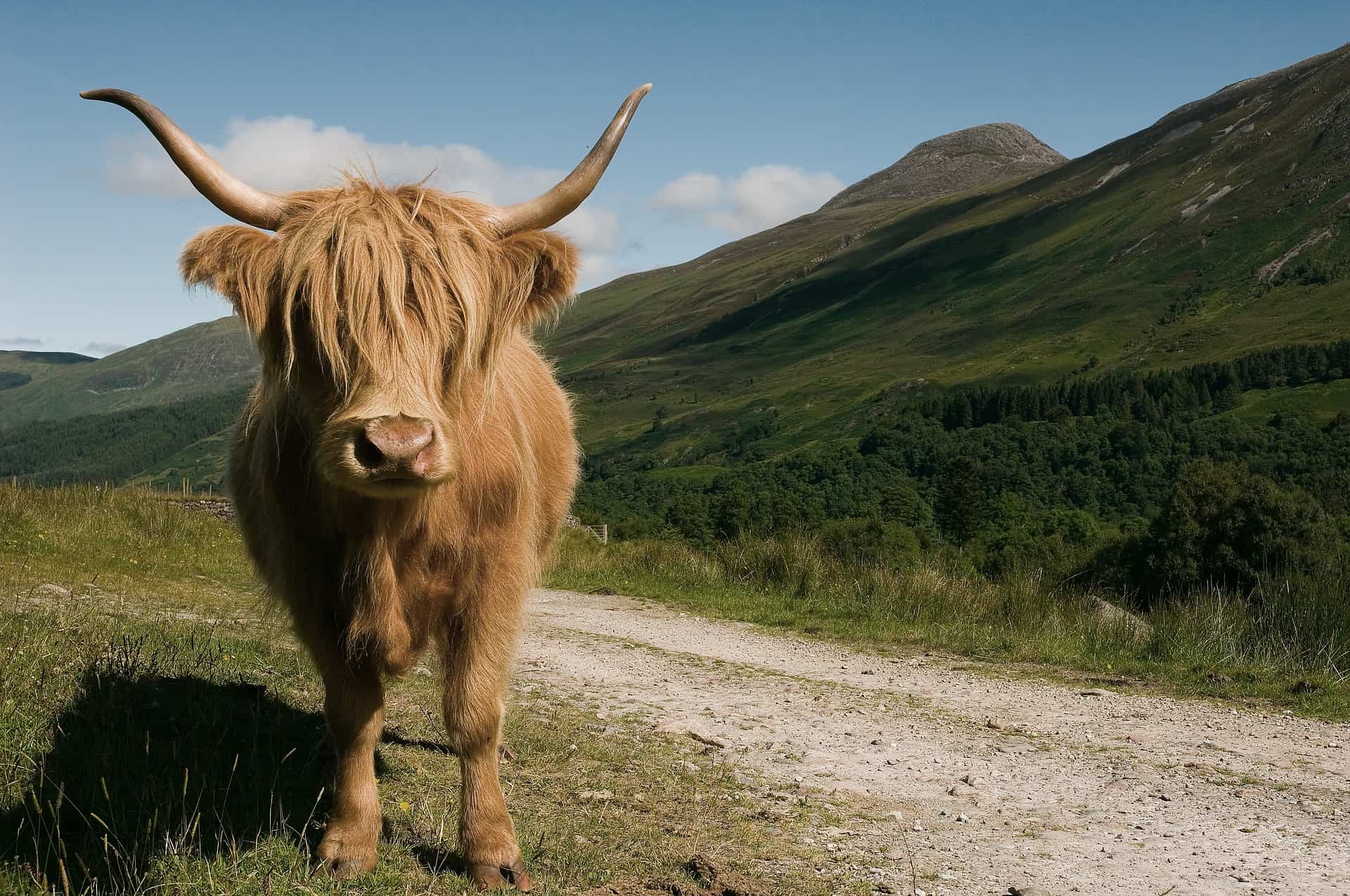 Highland Cows (and 8 fun facts you need to know about these legen-dairy  beasts!) - Highland Titles