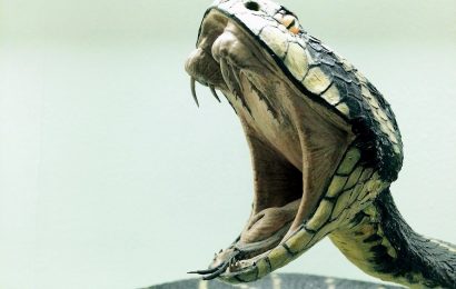 20 Most Venomous Snakes in the World 