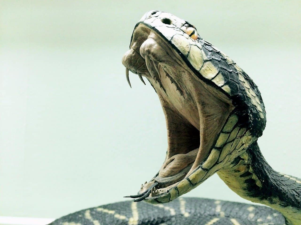 amazon forest dangerous snakes